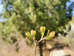 -北京西山国家森林公园