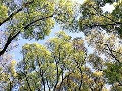 -上海佘山国家森林公园天马山园