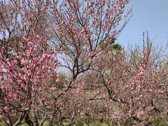 -梅花山(明孝陵内)