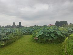 -池杉湖湿地公园