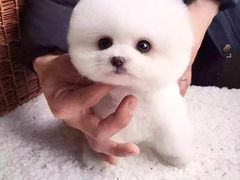 -东方名猫馆·英短金渐层布偶猫舍(环线广场1号楼店)