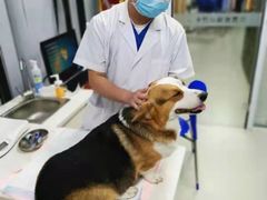 -美美宠物诊疗中心·异宠·骨科(滨江东信分院)