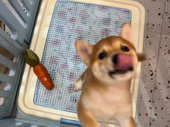 -逗柴咖啡屋·狗咖猫咖宠物桌游