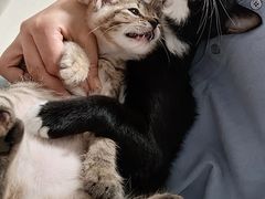 -爱佳宠物中心医院24H·CT·骨外科·猫专科(瑶海万达店)