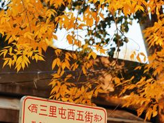 -三里屯东五街银杏大道
