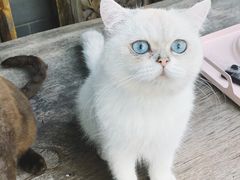 -喵屿·大理花园猫咖