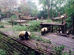 -成都大熊猫繁育研究基地