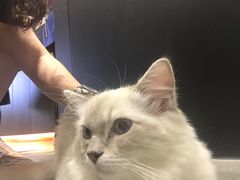 -瞄一喵猫咖(格力海岸店)