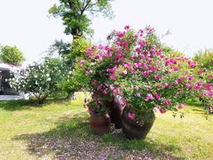 -鹅湖玫瑰文化园