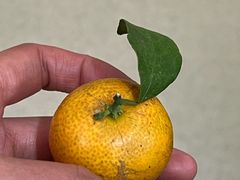 -情妹耙泥鳅·江湖川菜(科华店)