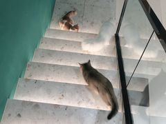 -飞行喵MR PILOT|猫舍·猫咖(静安大融城店)