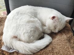 -圣宠动物医院·犬猫专科·影像中心·外科中心