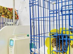 -可蒙动物医院·猫科·骨科中心(首义路店)