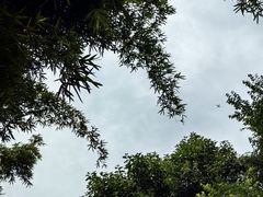 -成都大熊猫繁育研究基地