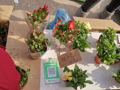 -中环花鸟鱼虫市场