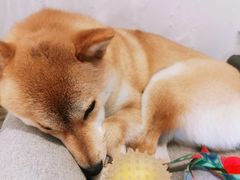 -About Bistro關於·泰式家庭料理