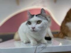 -喵园·猫主题咖啡厅·撸猫·猫咖(国贸店)