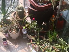 -武汉花鸟市场