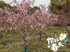 -黄兴公园