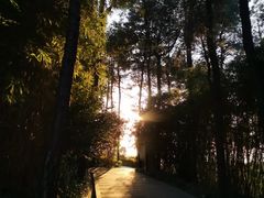 -铁山坪森林公园