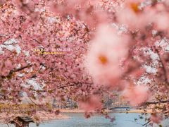 -上海辰山植物园