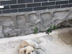 -梨木台悦来客农家院