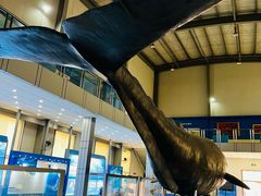 -上海海洋大学鱼文化博物馆(军工路校区)