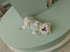 -怪兽屋·羊驼·猫咖·狗咖(俊华广场店)