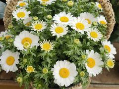 -三圣花乡旅游区