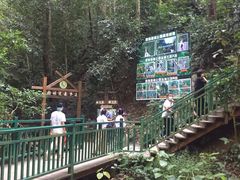 -西双版纳原始森林公园