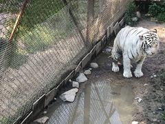 -横道河子东北虎林园