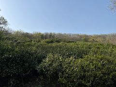 -南京市江宁方山
