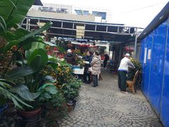 -曲阳花鸟市场(曲阳路店)