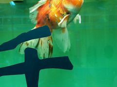 -北戴河圣蓝海洋公园