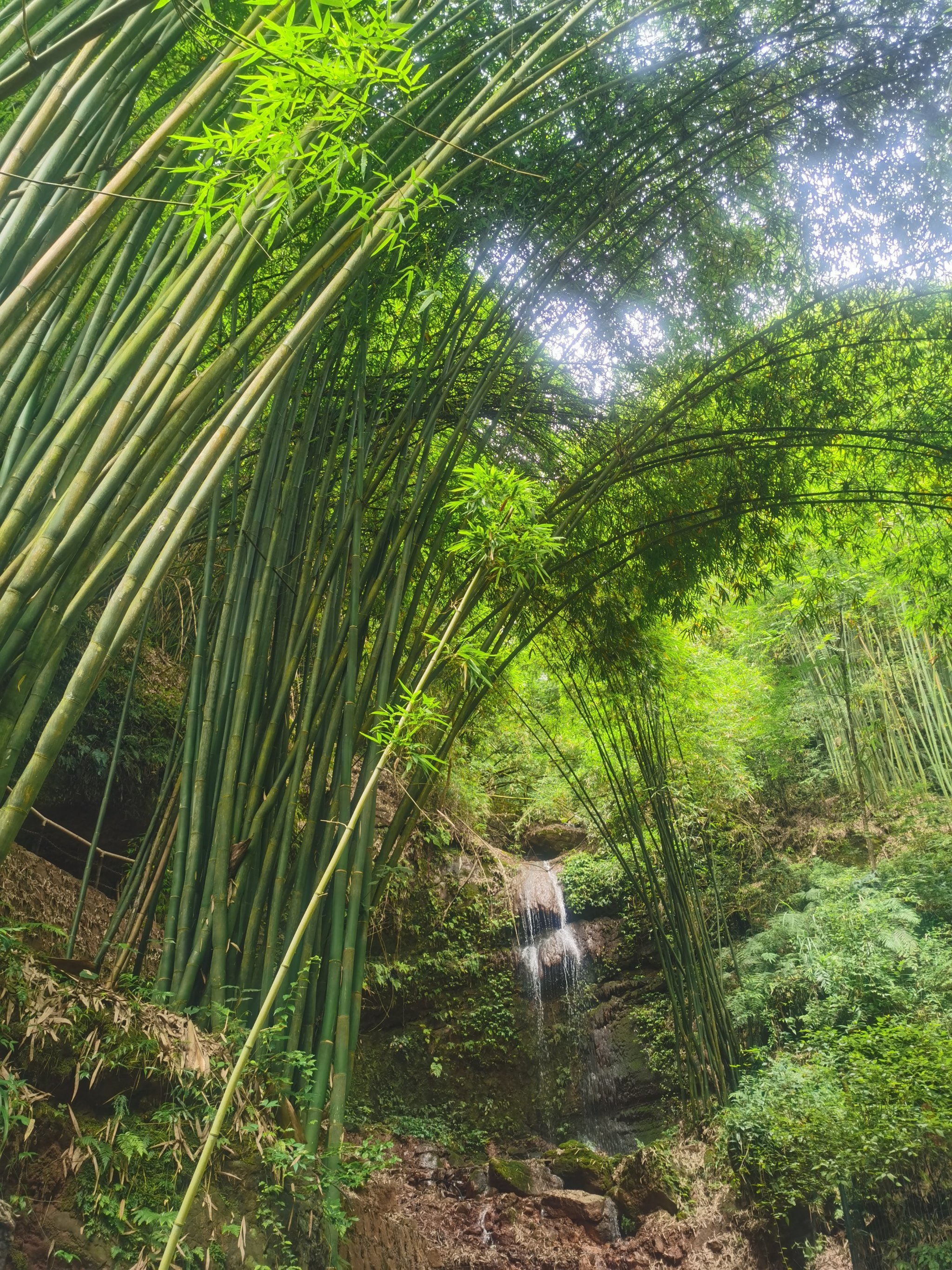 邛崃竹海风景区图片