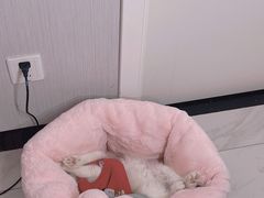 -喵zoo家庭繁育猫舍(尖东智能花园店)