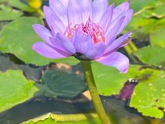 -三亚海棠湾万丽度假酒店