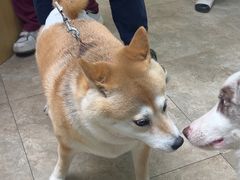 -美联众合动物医院·24h转诊中心