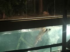 -清迈夜间动物园