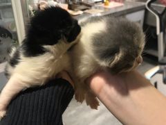 -楼上猫咖(罗湖店)