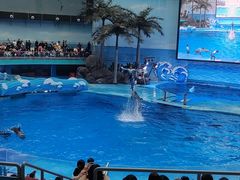 -海合安成都极地海洋公园
