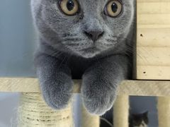 -喵的天空名猫咖啡馆·撸猫·猫舍·用品