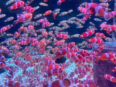 -海合安成都极地海洋公园