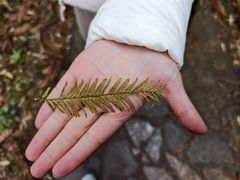 -山王坪喀斯特国家生态公园