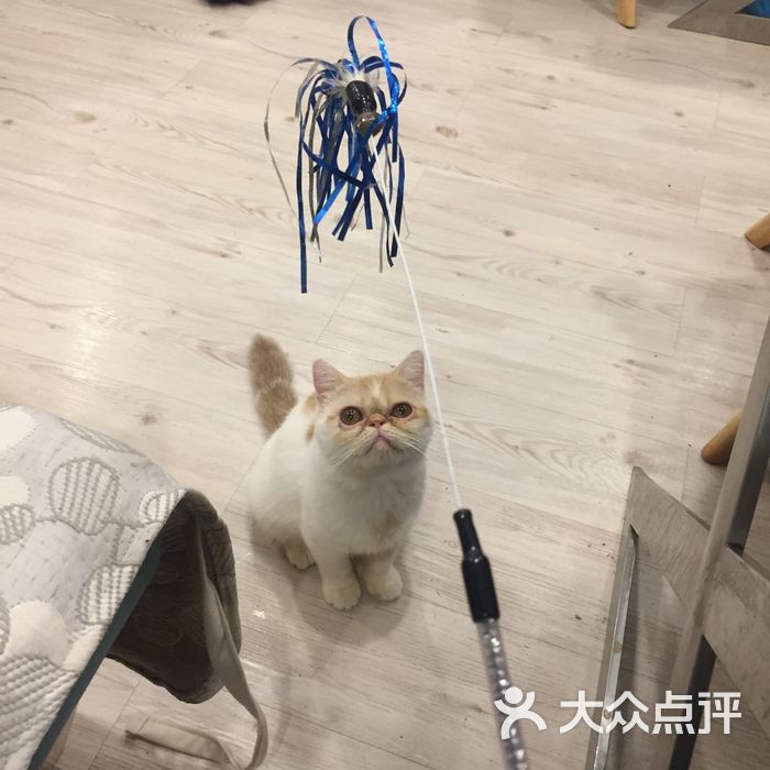 喵星球catplanet