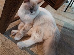 -猫咪咖啡·猫咖(万达广场店)