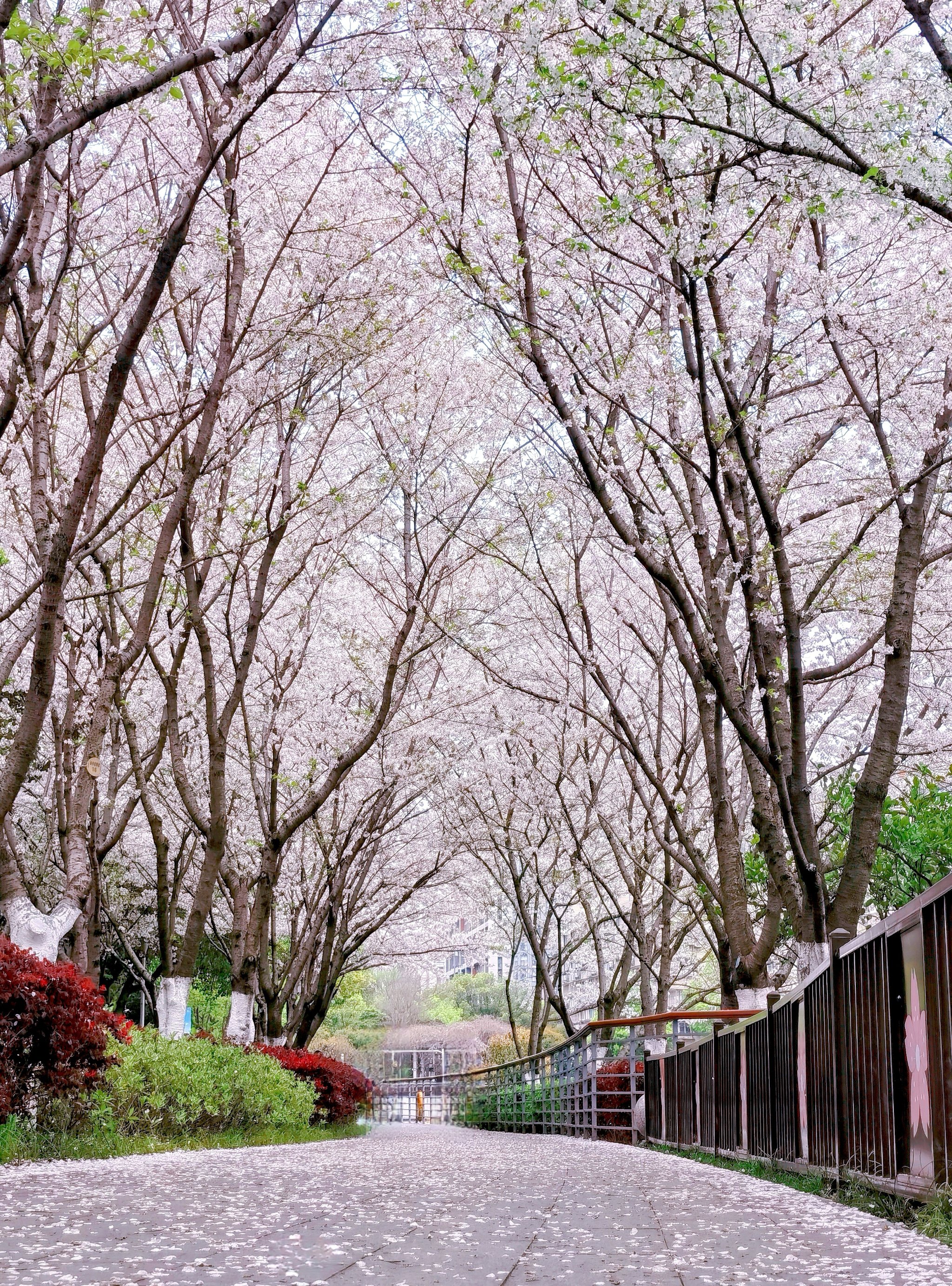 花谢花飞花满天