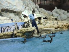 -帝企鹅自助餐厅•儿童岛•真企鹅(长隆企鹅酒店)