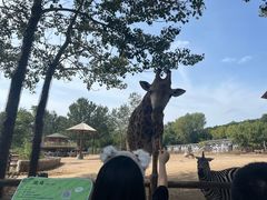 -大连森林动物园