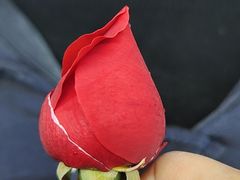 -石羊农庄